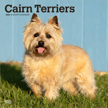 Cairn Terriers 2026  16Monatskalender