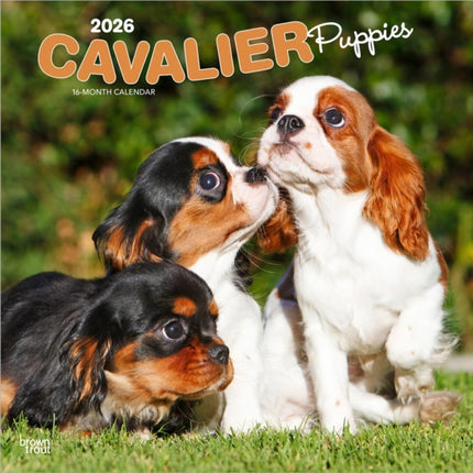 Cavalier King Charles Spaniel Puppies  Cavalier King Charles Spaniel Welpen 2026  16Monatskalender
