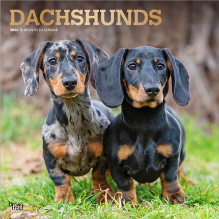 Dachshunds  Dackel 2026  16Monatskalender