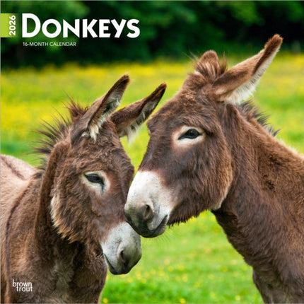 Donkeys  Esel 2026  16Monatskalender