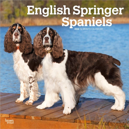 English Springer Spaniels 2026  16Monatskalender