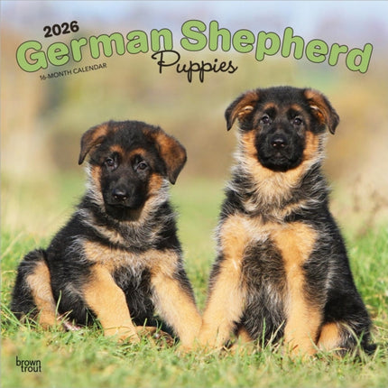 German Shepherd Puppies  Deutsche Schäferhund Welpen 2026  16Monatskalender