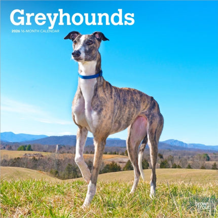 Greyhounds  Windhunde 2026  16Monatskalender