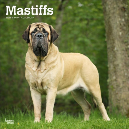 Mastiffs  Mastiff 2026  16Monatskalender