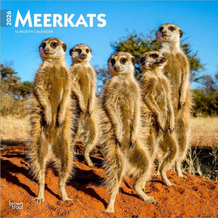 Meerkats  Erdmännchen 2026  16Monatskalender