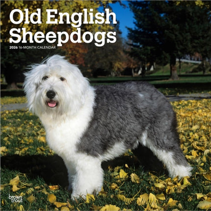 Old English Sheepdog  Bobtail  Altenglischer Schäferhund 2026  16Monatskalender