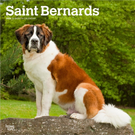 Saint Bernards  Bernhardiner 2026  16Monatskalender