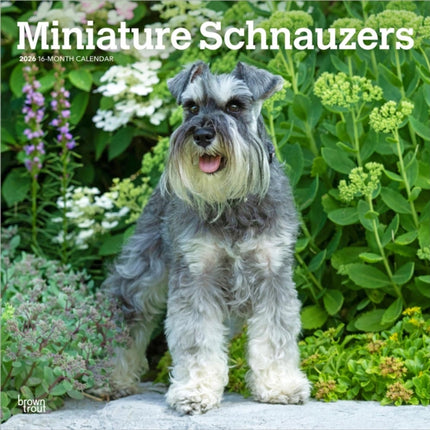 Miniature Schnauzers  Zwergschnauzer 2026  16Monatskalender