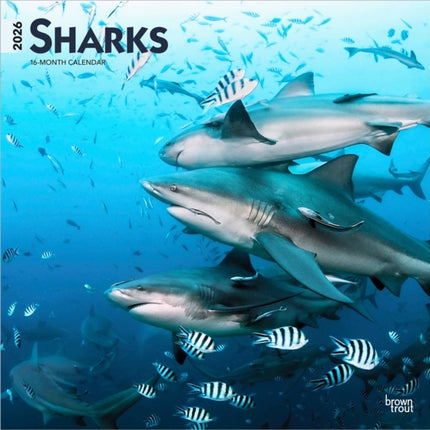 Sharks 2026 12 X 24 Inch Hanging Monthly Square Wall Calendar PlasticFree