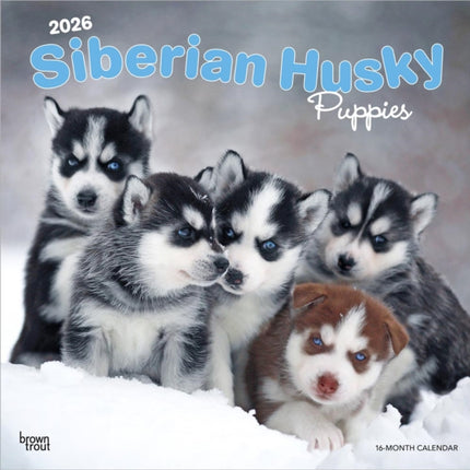 Siberian Husky Puppies  Siberian Husky Welpen 2026  16Monatskalender