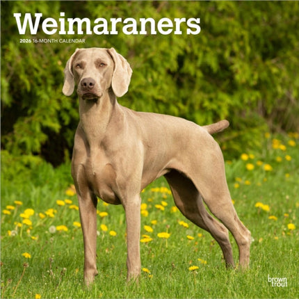 Weimaraners  Weimaraner 2026  16Monatskalender