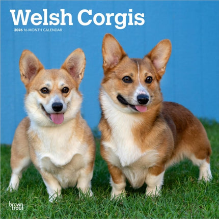 Welsh Corgis  Welsh Corgi 2026  16Monatskalender