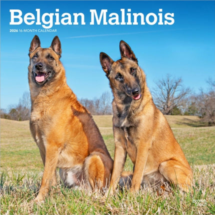 Belgian Malinois 2026  16Monatskalender
