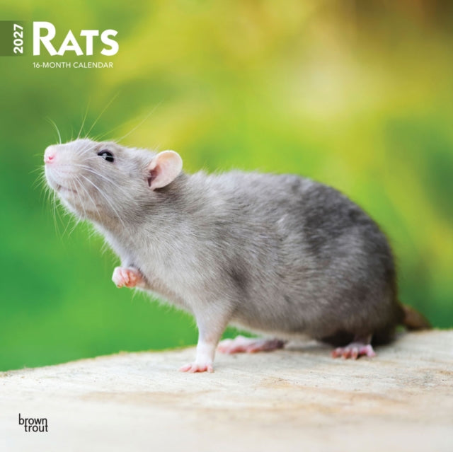 Rats 2027 12 X 24 Inch Hanging Monthly Square Wall Calendar PlasticFree