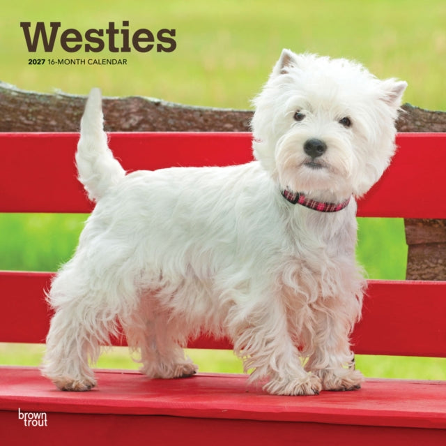 West Highland White Terriers 2027 12 X 24 Inch Hanging Monthly Square Wall Calendar PlasticFree