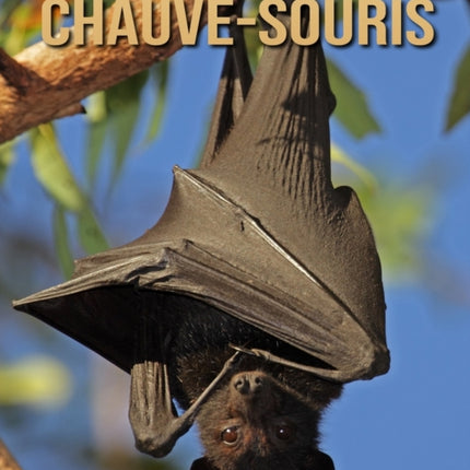 Chauve-Souris: Le Guide Essentiel Consacré à Cet Animal Extraordinaire avec des Photos Étonnantes