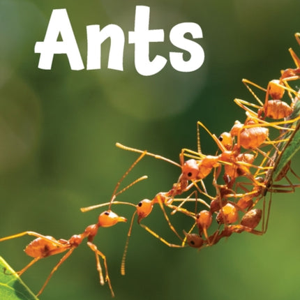 All about Ants: Level 2: Book 9