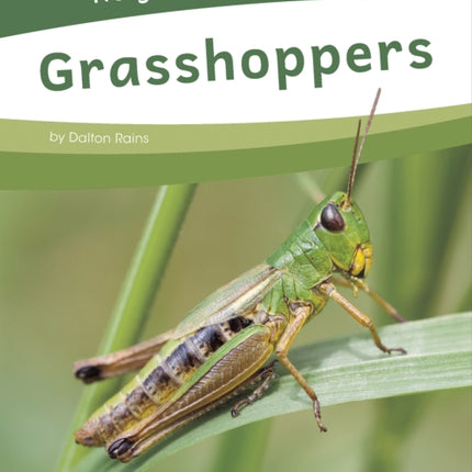 Grasshoppers