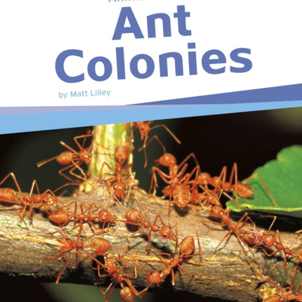 Ant Colonies