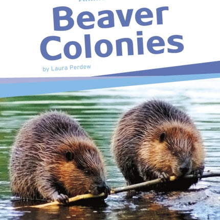 Beaver Colonies