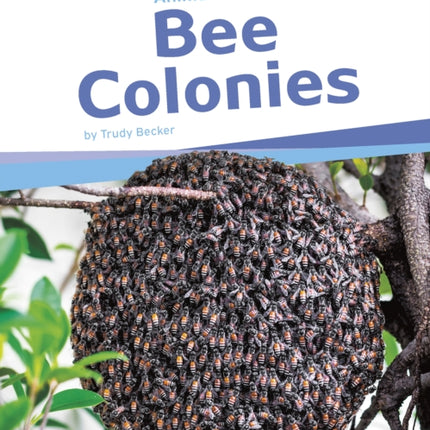Bee Colonies