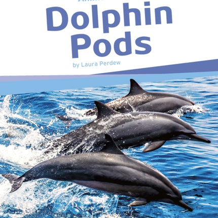 Dolphin Pods