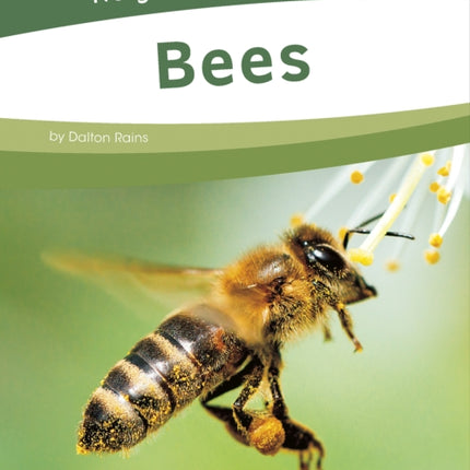 Bees