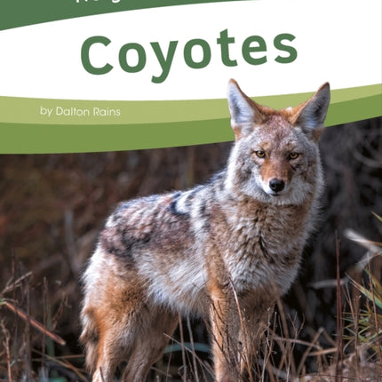 Coyotes