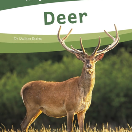 Deer