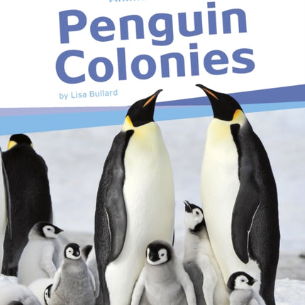 Penguin Colonies