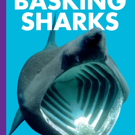 Curious about Basking Sharks