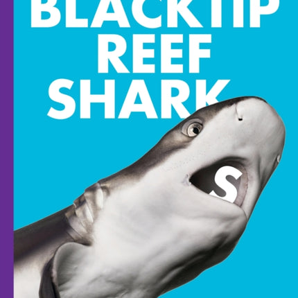 Curious about Blacktip Reef Sharks