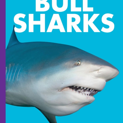Curious about Bull Sharks
