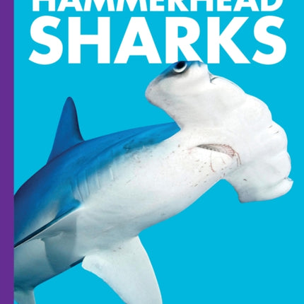 Curious about Hammerhead Sharks