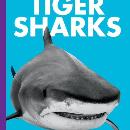 Curious about Tiger Sharks