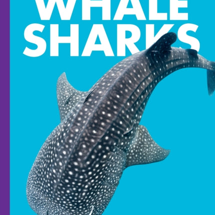 Curious about Whale Sharks
