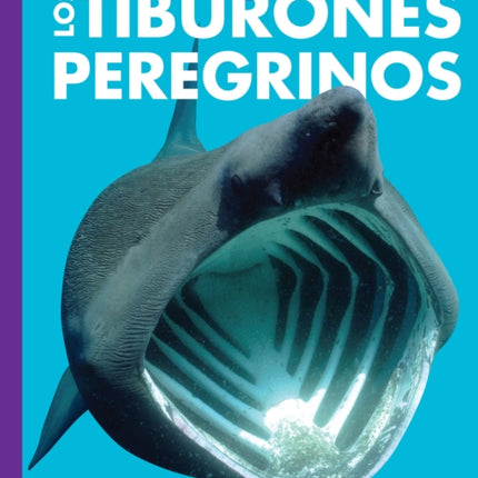Curiosidad Por Los Tiburones Peregrinos