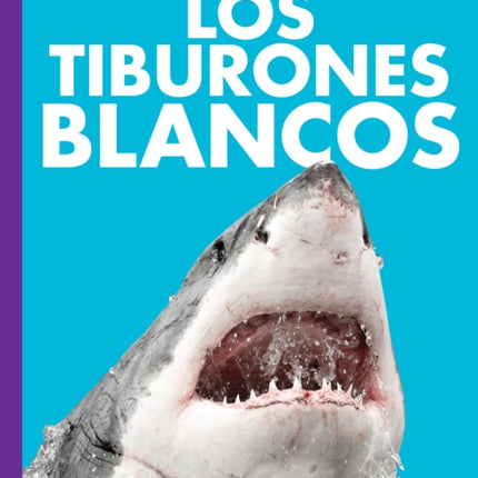 Curiosidad Por Los Tiburones Blancos