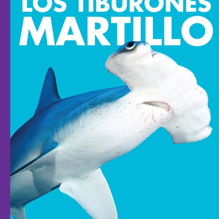 Curiosidad Por Los Tiburones Martillo