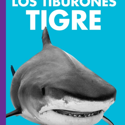 Curiosidad Por Los Tiburones Tigre