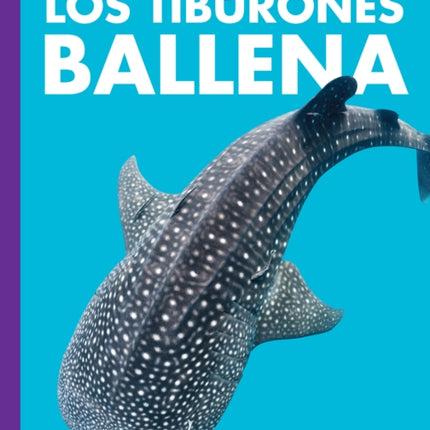 Curiosidad Por Los Tiburones Ballena