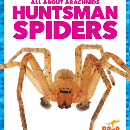 Huntsman Spiders