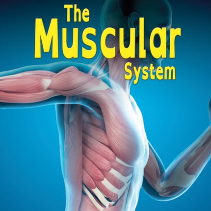 The Muscular System