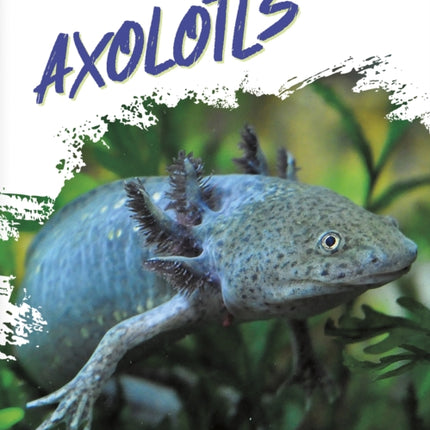 Axolotls