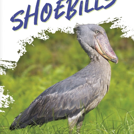 Shoebills