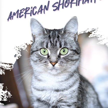 American Shorthairs