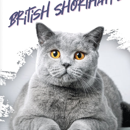 British Shorthairs