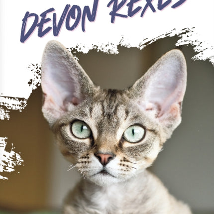 Devon Rexes