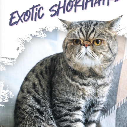 Exotic Shorthairs