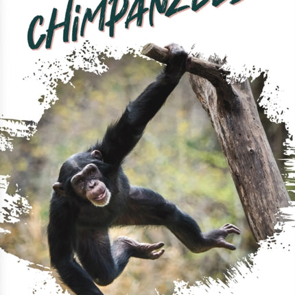Chimpanzees